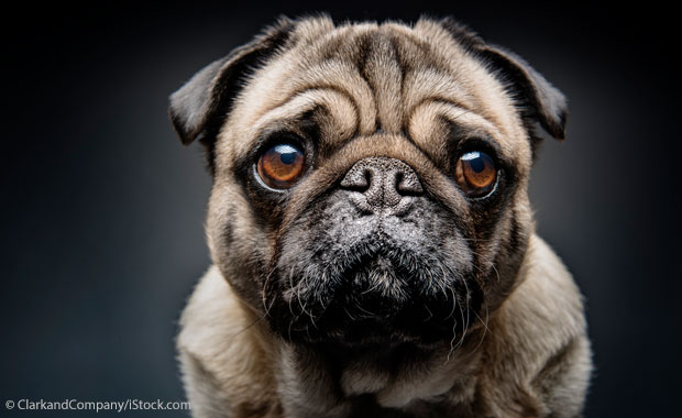 Mops im Portraitbild