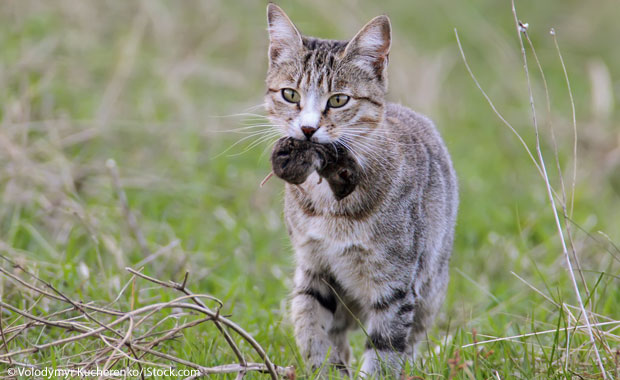 Katze mit Maus im Maul spaziert durchs Gras