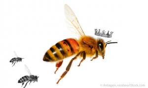 Bienenkönigin