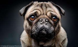 Mops im Portraitbild