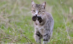 Katze mit Maus im Maul spaziert durchs Gras