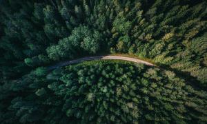 Forest seen from above