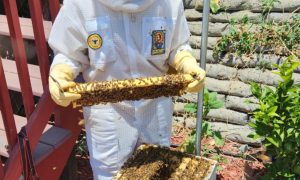 Beekeeper Charlene Potter and her hive