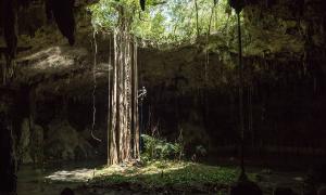 Ollie Laker hangs on a rope halfway down the massive roots of a tree which sink deep into a cave