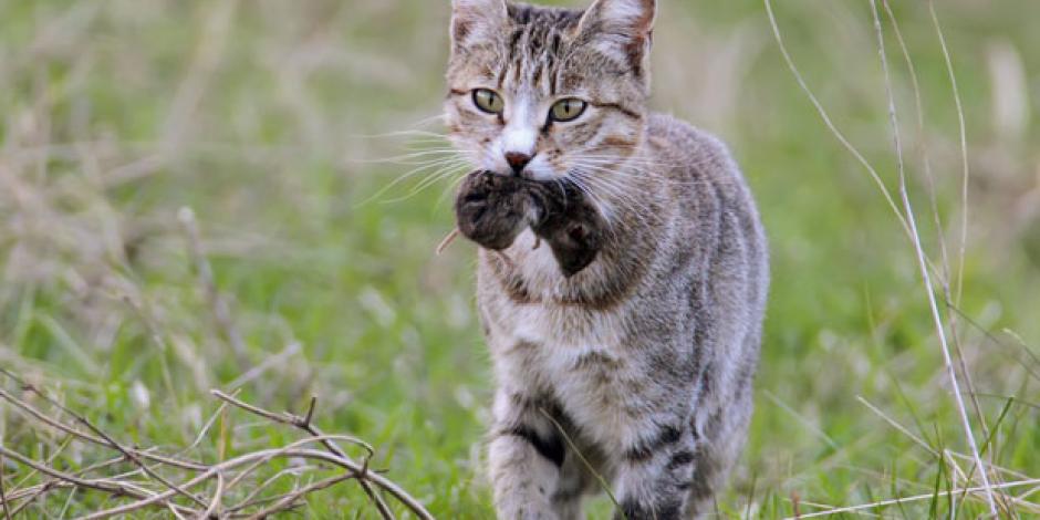 Katze mit Maus im Maul spaziert durchs Gras