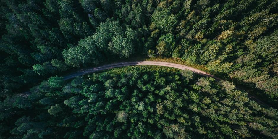 Forest seen from above