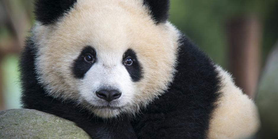 A juvenile Giant Panda bear (Ailuropoda melanoleuca) at rest