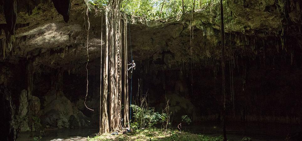 Ollie Laker hangs on a rope halfway down the massive roots of a tree which sink deep into a cave