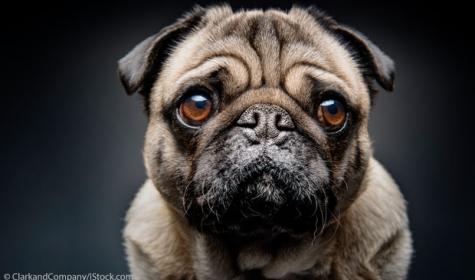 Mops im Portraitbild