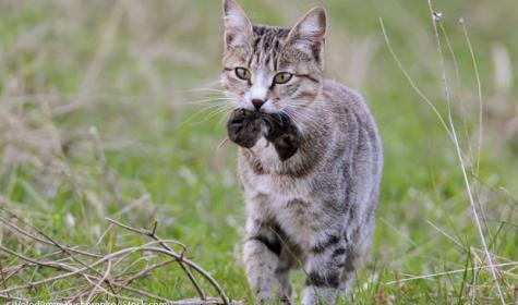 Katze mit Maus im Maul spaziert durchs Gras