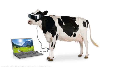 Kuh mit VR-Headset
