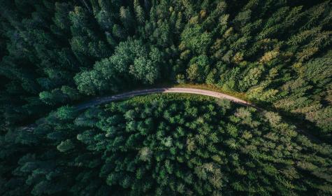 Forest seen from above