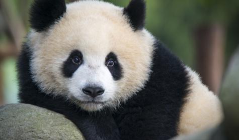 A juvenile Giant Panda bear (Ailuropoda melanoleuca) at rest