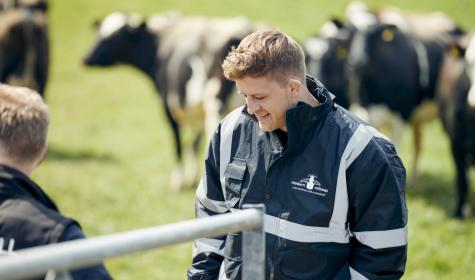 Simon Mellin, The Modern Milkman, surrounded by cows at a farm