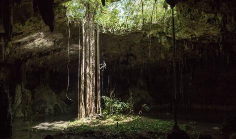 Ollie Laker hangs on a rope halfway down the massive roots of a tree which sink deep into a cave